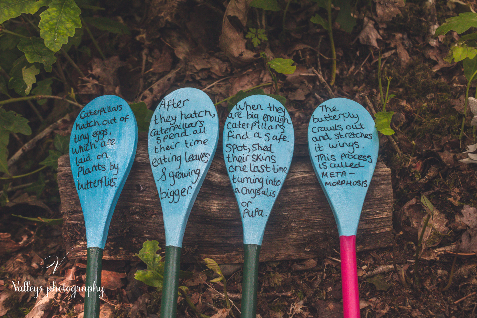 Butterfly Life Cycle Spoons from Kate Narrates